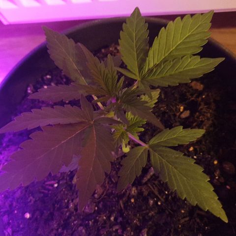 Arrakis growlog timeline photo