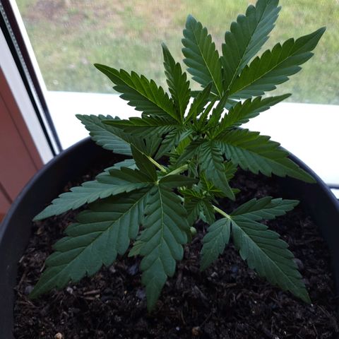 Arrakis growlog timeline photo