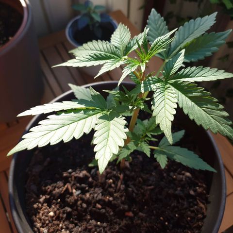 Arrakis growlog photo: Erste Pistillen, Geruch minimal