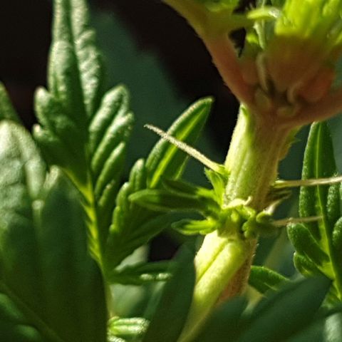 Arrakis growlog photo: Erste Pistillen, Geruch minimal