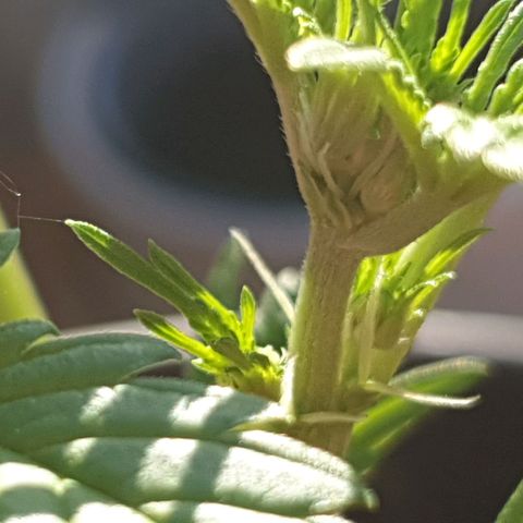 Arrakis growlog photo: Erste Pistillen, Geruch minimal