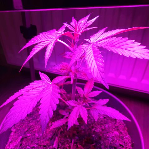 Arrakis growlog timeline photo