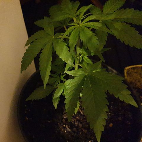 Arrakis growlog timeline photo