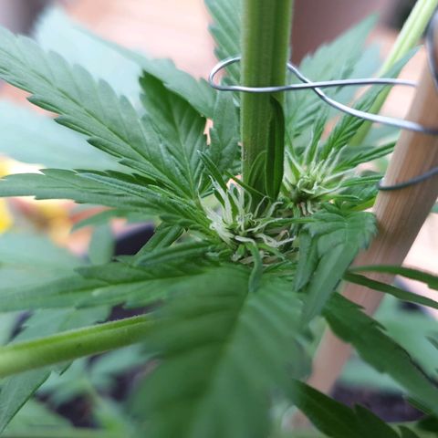 Arrakis growlog photo: Beginn Blüte?!