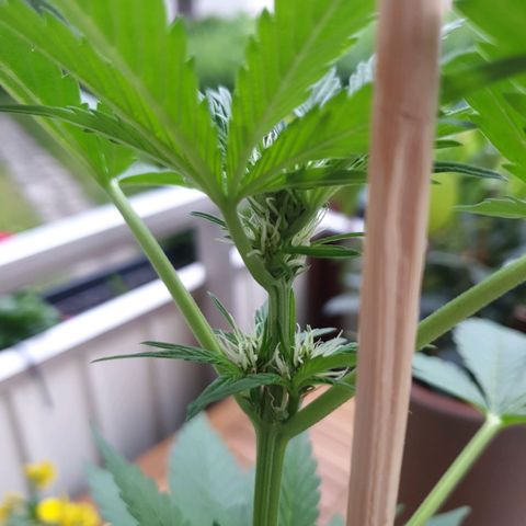 Arrakis growlog photo: Beginn Blüte?!