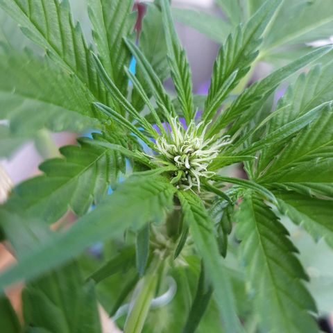 Arrakis growlog photo: Beginn Blüte?!