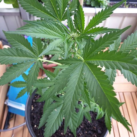 Arrakis growlog photo: Beginn Blüte?!