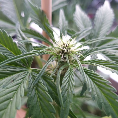 Arrakis growlog timeline photo