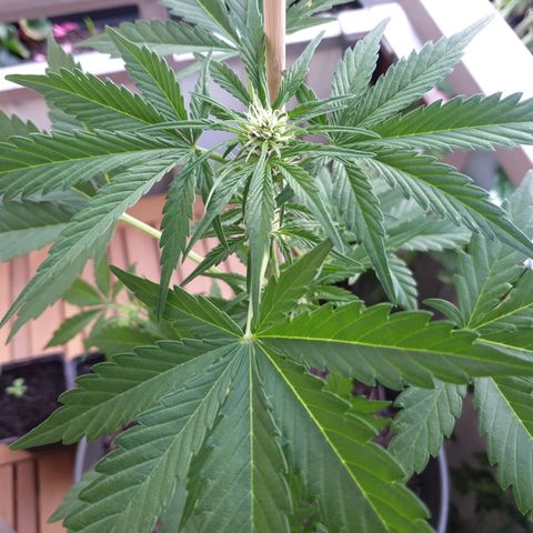 Arrakis growlog timeline photo
