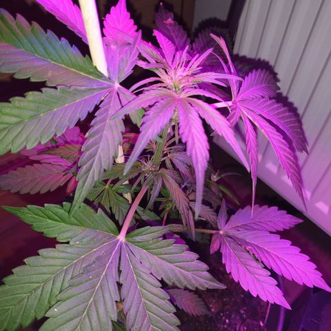 Arrakis growlog timeline photo