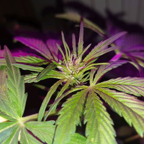 Arrakis growlog timeline photo