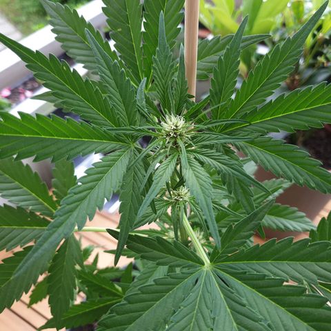 Arrakis growlog timeline photo