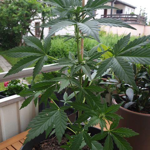 Arrakis growlog timeline photo