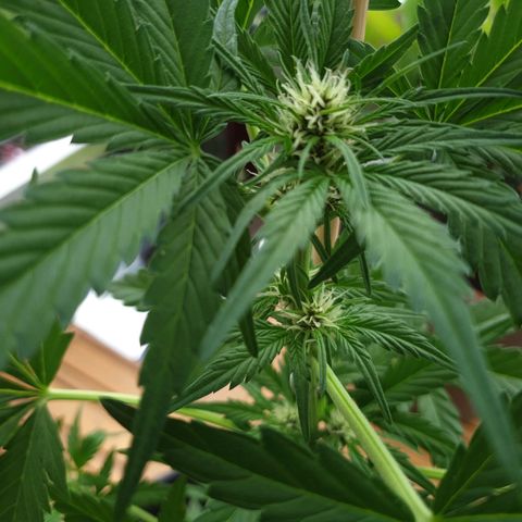 Arrakis growlog timeline photo