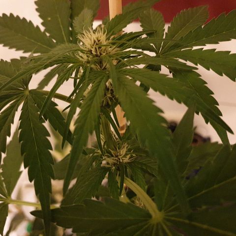Arrakis growlog timeline photo