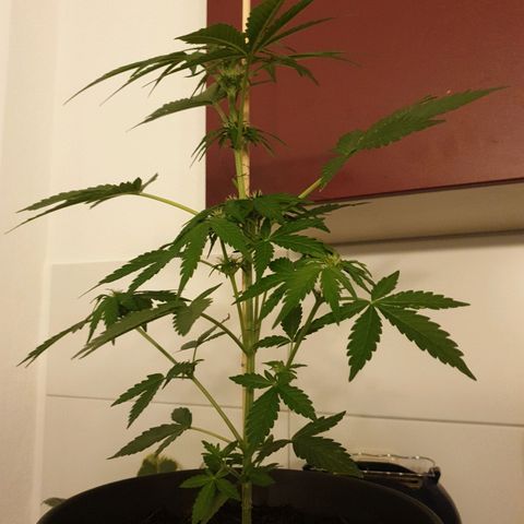 Arrakis growlog timeline photo