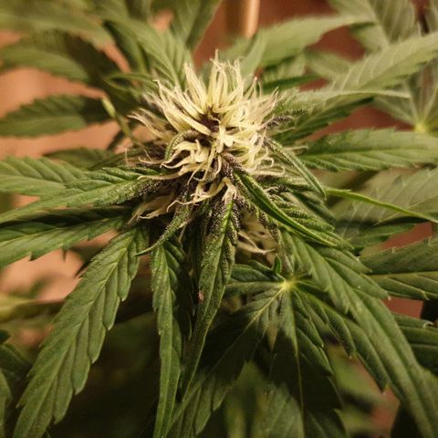 Arrakis growlog timeline photo