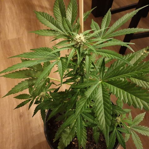 Arrakis growlog timeline photo
