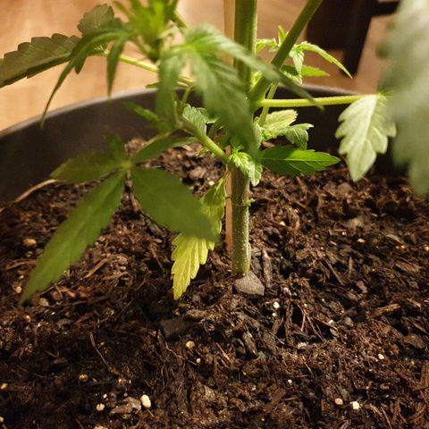 Arrakis growlog timeline photo