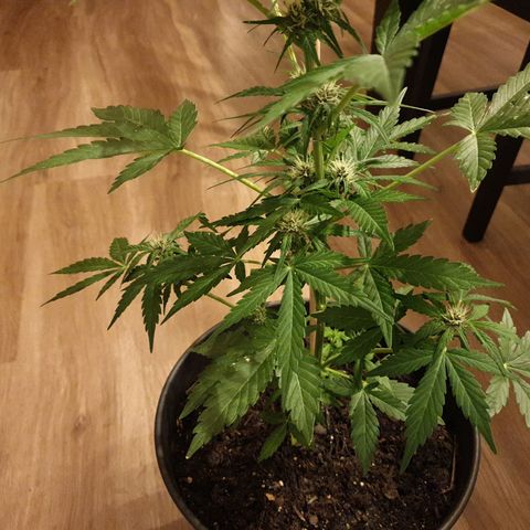 Arrakis growlog timeline photo