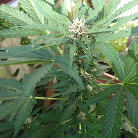Arrakis growlog timeline photo
