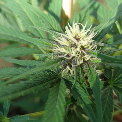 Arrakis growlog timeline photo