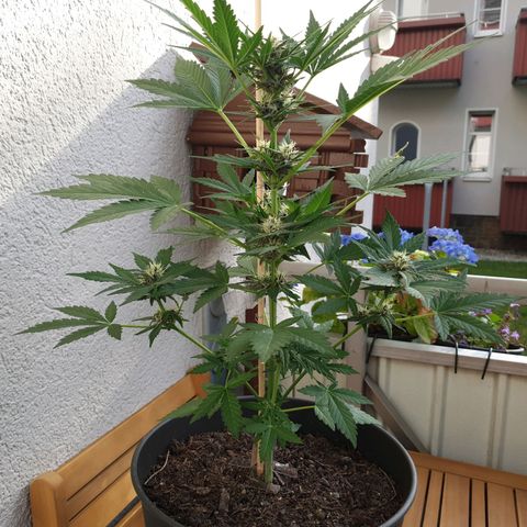 Arrakis growlog timeline photo