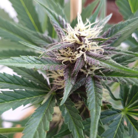 Arrakis growlog timeline photo