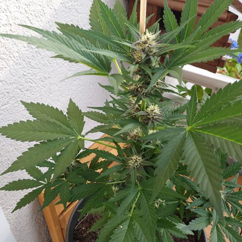 Arrakis growlog timeline photo