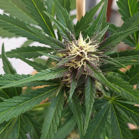 Arrakis growlog timeline photo