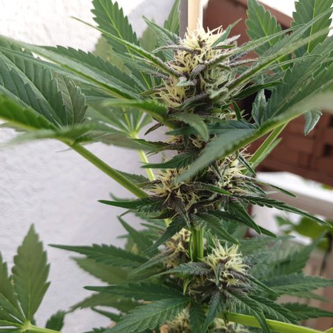 Arrakis growlog timeline photo