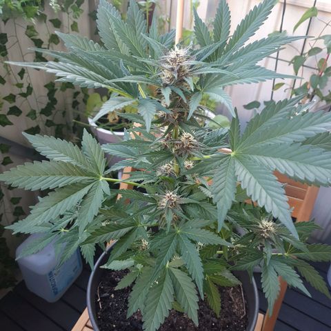 Arrakis growlog timeline photo