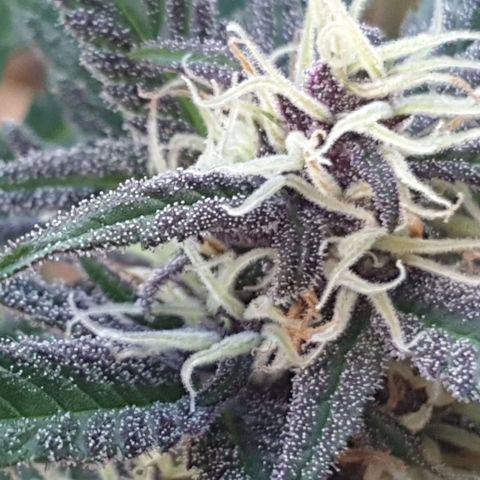 Arrakis growlog timeline photo