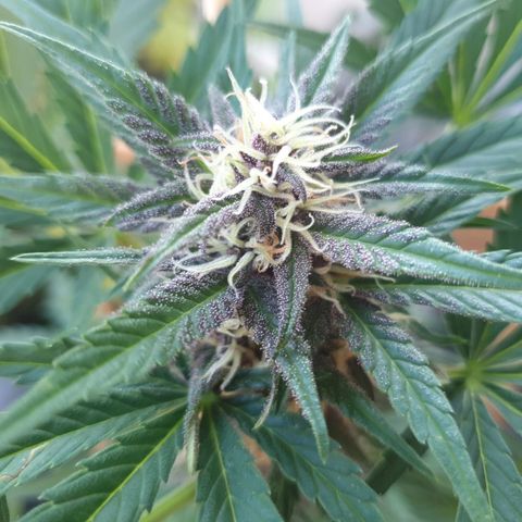 Arrakis growlog timeline photo