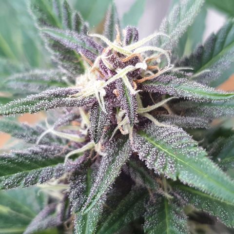 Arrakis growlog timeline photo