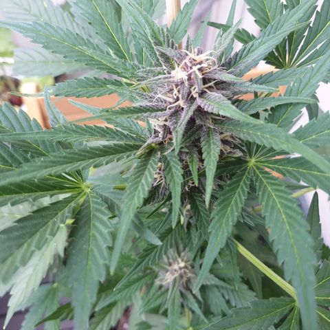 Arrakis growlog timeline photo