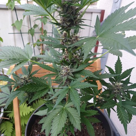 Arrakis growlog timeline photo
