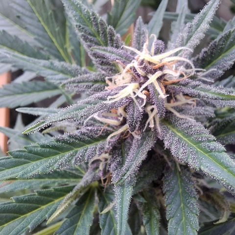 Arrakis growlog timeline photo