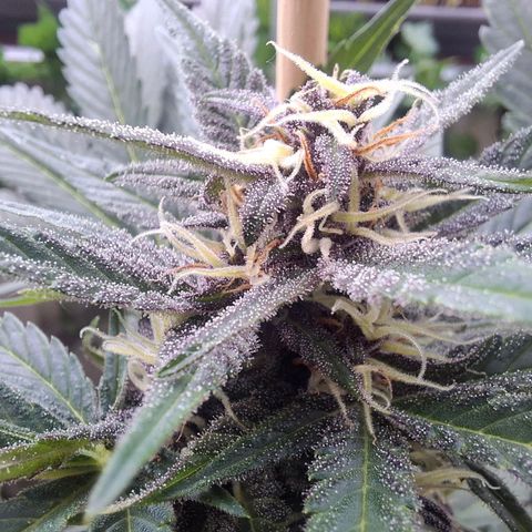Arrakis growlog timeline photo