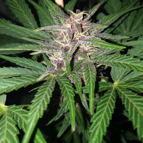 Arrakis growlog timeline photo