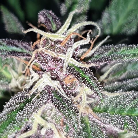 Arrakis growlog timeline photo