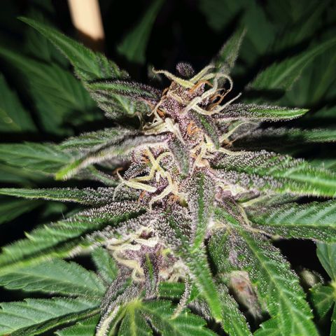 Arrakis growlog timeline photo
