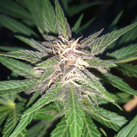 Arrakis growlog timeline photo