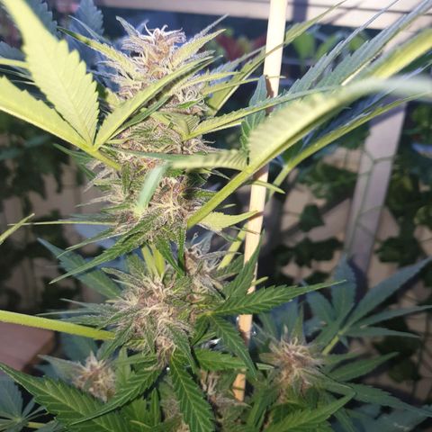 Arrakis growlog timeline photo