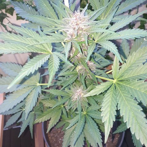 Arrakis growlog timeline photo