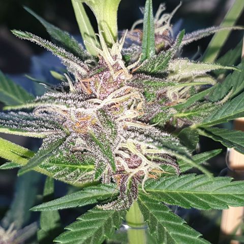 Arrakis growlog timeline photo