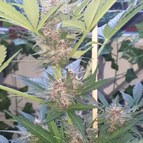 Arrakis growlog timeline photo