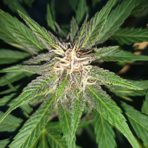 Arrakis growlog timeline photo