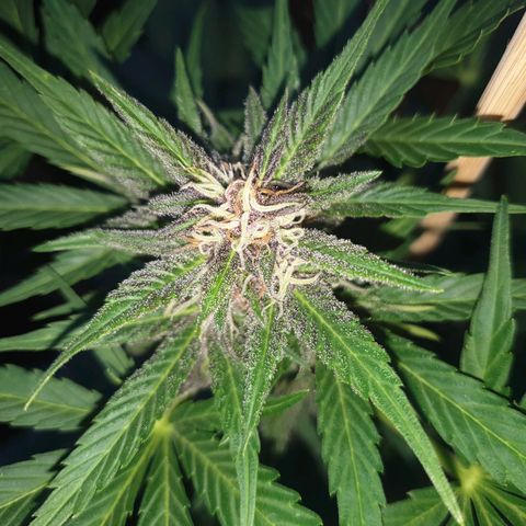 Arrakis growlog timeline photo