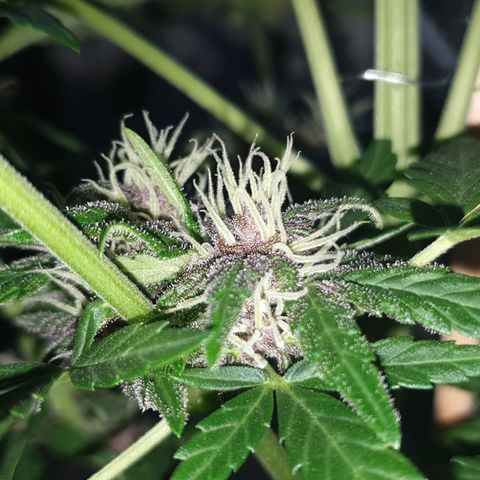 Arrakis growlog timeline photo